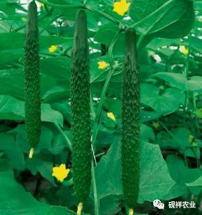 黄瓜生长适宜温度是多少度？