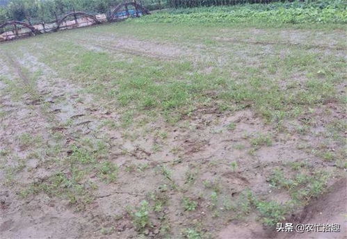 树林里种哪种耐阴高成活草好？南方和北方种植方案有何不同？