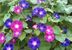 牵牛花的特点有哪些？花瓣色彩斑斓