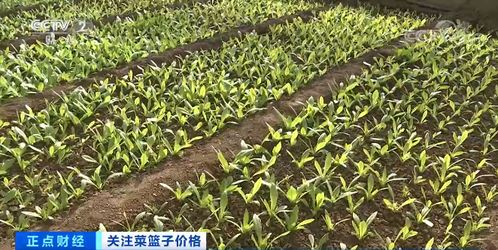 三、 香菜：四季常青的香草