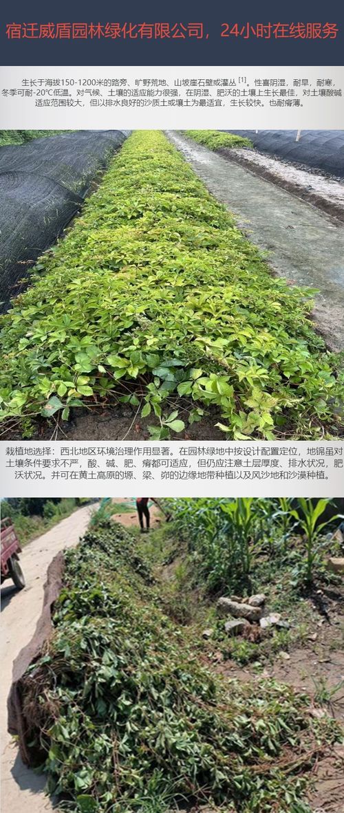 草本植物的神奇力量