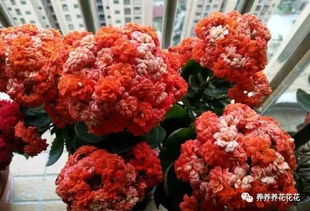 糖水浇花， 后果严重