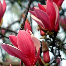 修剪，让玉兰苗木geng加美丽动人