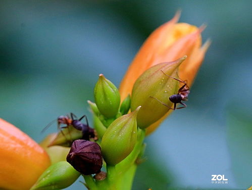 虫虫大作战， 先了解虫子种类