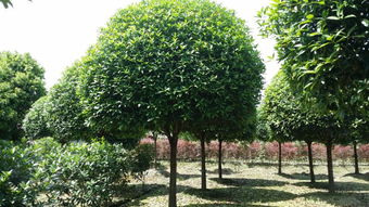 四川权威鉴定机构， 你的信任之选