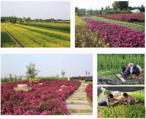 西部花卉苗木产业园特色苗木品种推荐