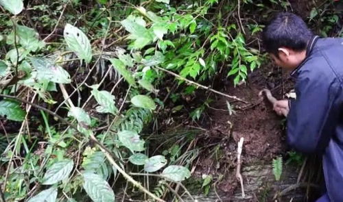 浙江这片土地，药材种植的宝藏在哪里？