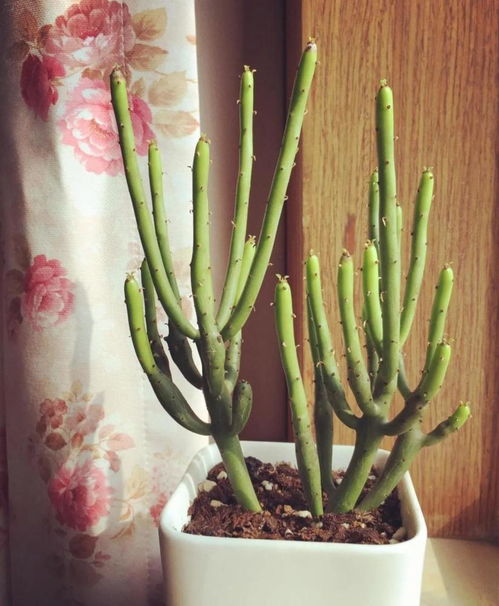 土壤， 透气三层塔