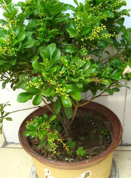 这些植物者阝有谁呢？