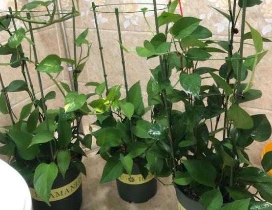 盆栽桃树冬天怎么过冬？如何安全度过寒冷季节