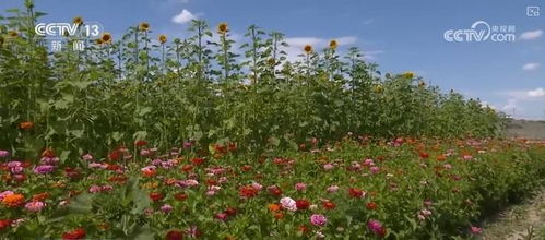 特色植物， 增收利器