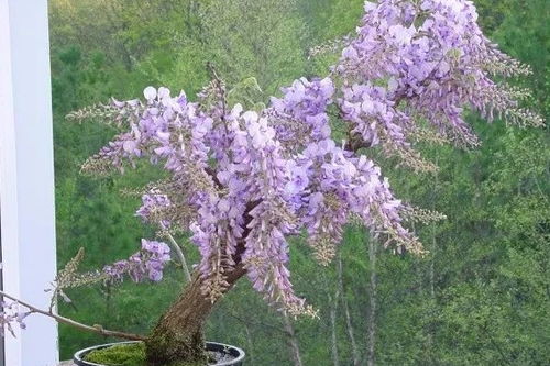 紫藤花的种植与养护：一场惯与生命的呵护