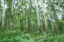 桉树幼苗的除草剂选择之谜