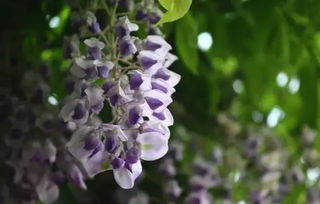 紫藤的花朵：天然的疗愈者