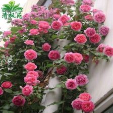 土壤条件大揭秘