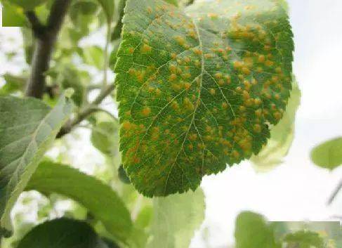 苹果园病虫害防治的重要性