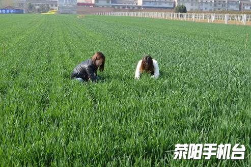 小麦病虫害防范的重要性