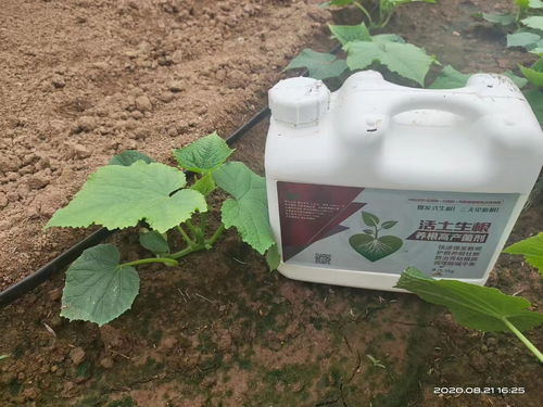 三环唑冲施黄瓜秧平安吗？