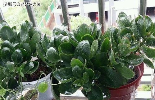 长寿花怎么养才能开花？新手养长寿花需要注意哪些事项