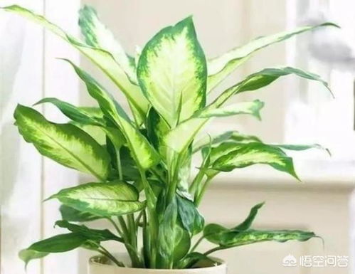 去甲醛植物排行，你知道哪些