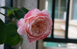 月季没休眠还冒出大笋芽，这是怎么回事呢