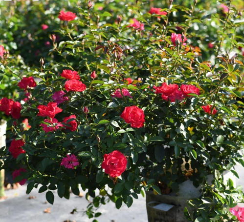 月季花开， 镇江街头风景线