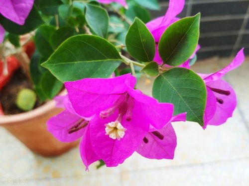 冬蜡梅：寒风中绽放的香花