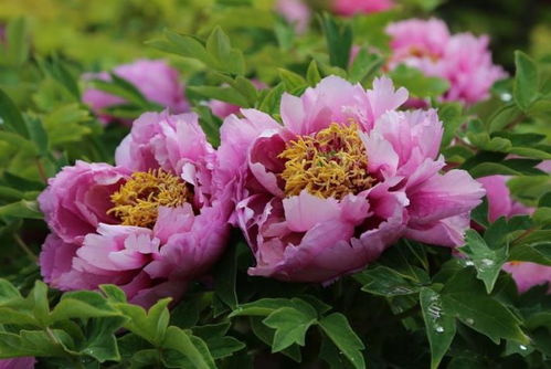 北方气候，百日草的天堂