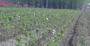 北方绿化苗木的多样性与价格之谜