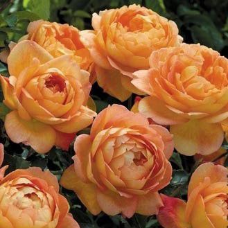 美丽的叶子， 脆弱的生命