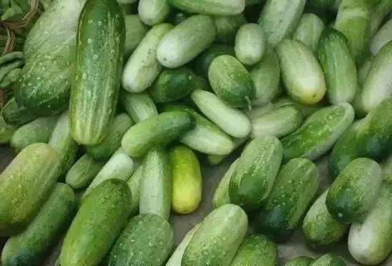 翠碧玉苦瓜无公害种植技术，关注绿色环保