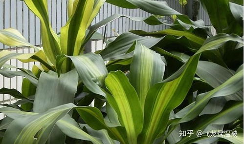 龙血树养殖，如何保持土壤湿润