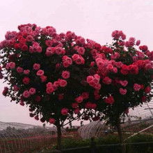 南阳树状月季批发：种植过程中的小窍门分享