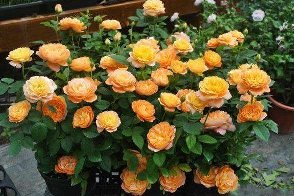 科德斯认证， 抗病性杠杠的