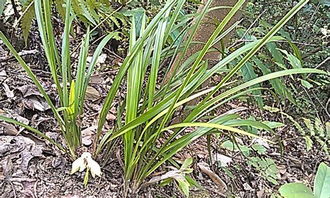 兰草花品种及价格