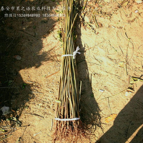 香椿树种植技术要点，这样种香椿产量高