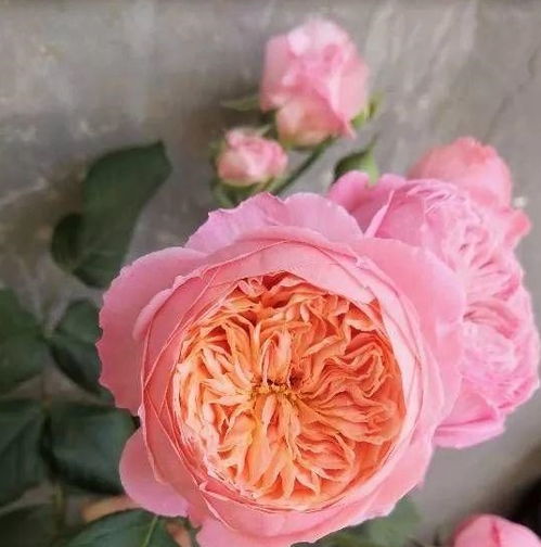 花蝴蝶， 花中花