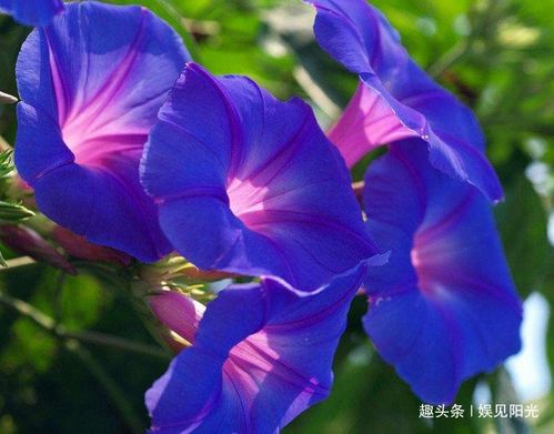 “爬藤牵牛花摘心技巧+长寿秘诀大揭秘”