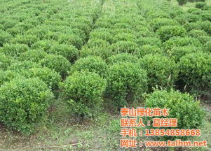 黄杨树苗价格不一，了解其种植技术至关重要