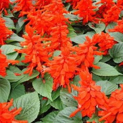 一串红种子价格之谜