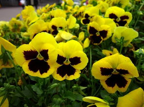 先说说来堪堪耐寒型选手：三色堇和金盏菊