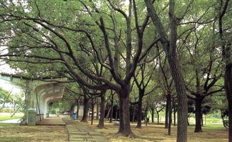 榉树的独特魅力， 揭秘其受欢迎之谜