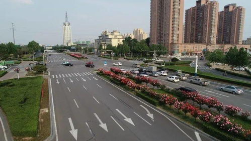 月季树花开似棒棒糖， 独特魅力引人注目