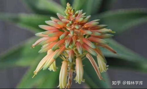 芦荟开花了吗？是哪种芦荟开花了