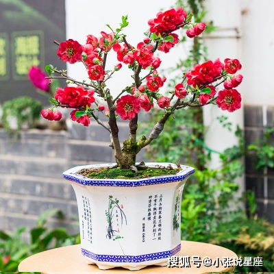 树玫瑰的养护小技巧