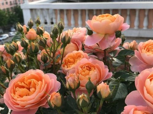 四、 抗病优选品种