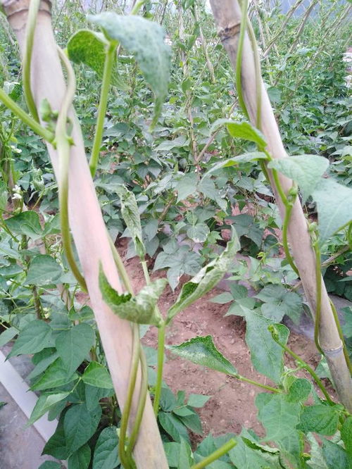豆角受除草剂药害，紧急救援大作战！