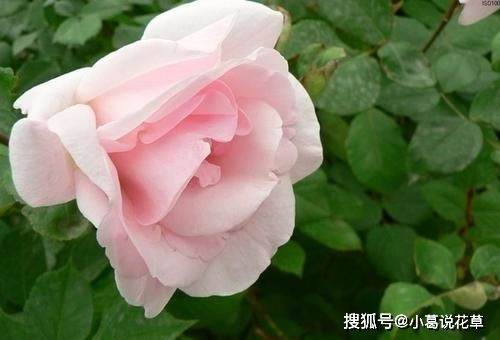 绯红夫人月季：勤花耐热， 花瓣少而美