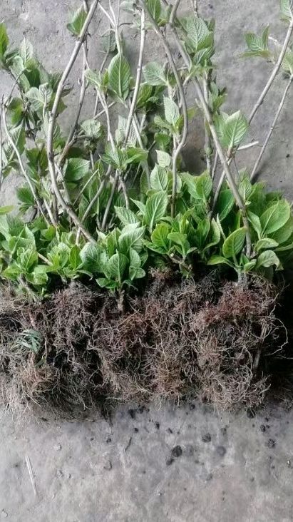 新根系， 新挑战