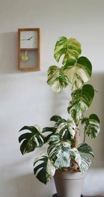 自然老化还是其他原因？